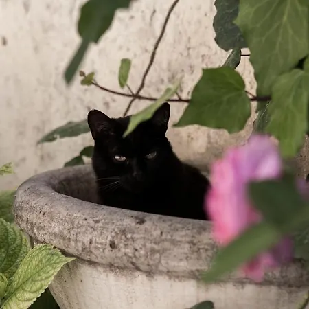 Alojamento de Acomodação e Pequeno-almoço Villino Di Porporano 4*