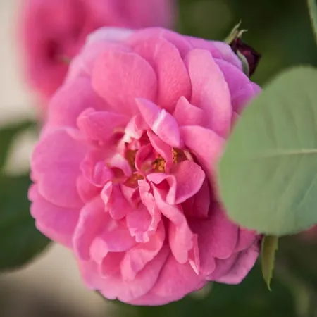 Frühstückspension Villino Di Porporano