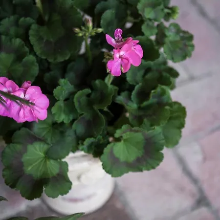 Villino Di Porporano 4* Parma