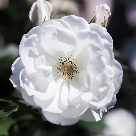 Villino Di Porporano Frühstückspension 4*