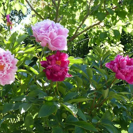 Frühstückspension Villino Di Porporano Parma