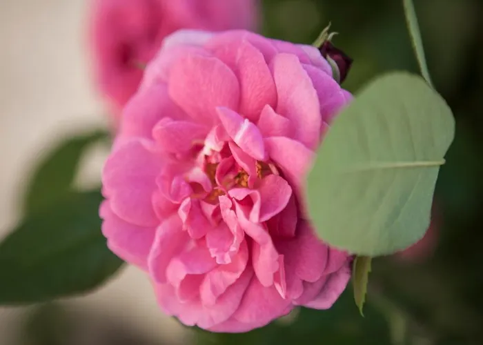 Bed and breakfast Villino Di Porporano