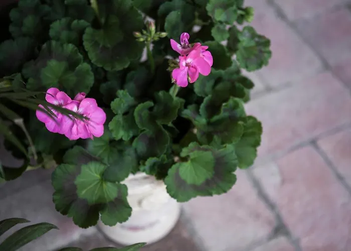 Villino Di Porporano 4* Parma