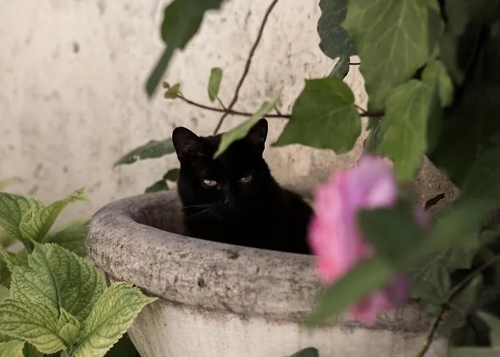 Bed and breakfast Villino Di Porporano 4*