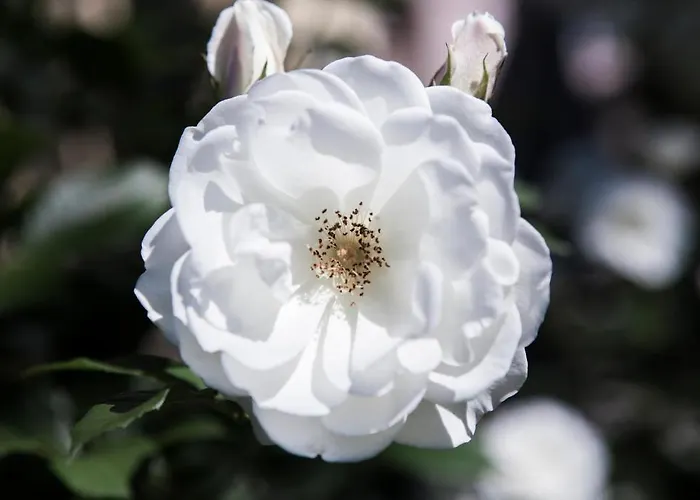 Villino Di Porporano ベッド・アンド・ブレックファスト 4*