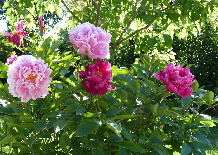 Bed and breakfast Villino Di Porporano Parma